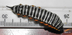 Pseudaphelia apollinaris