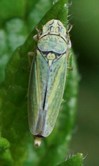 Graphocephala lugubris