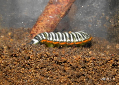 Pseudaphelia apollinaris