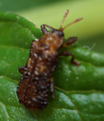 Octotoma marginicollis