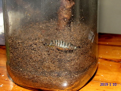 Pseudaphelia apollinaris