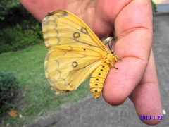 Pseudaphelia apollinaris
