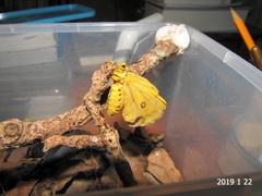Pseudaphelia apollinaris