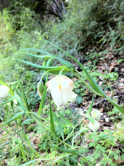 Calochortus albus