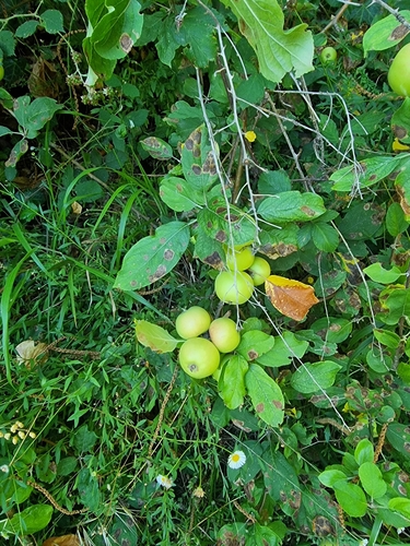 Malus domestica image