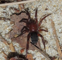 Gnaphosa sericata