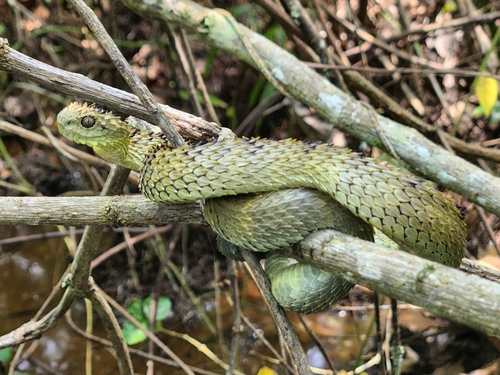 Photo of a African Hairy Bush Viper (Atheris hispida)