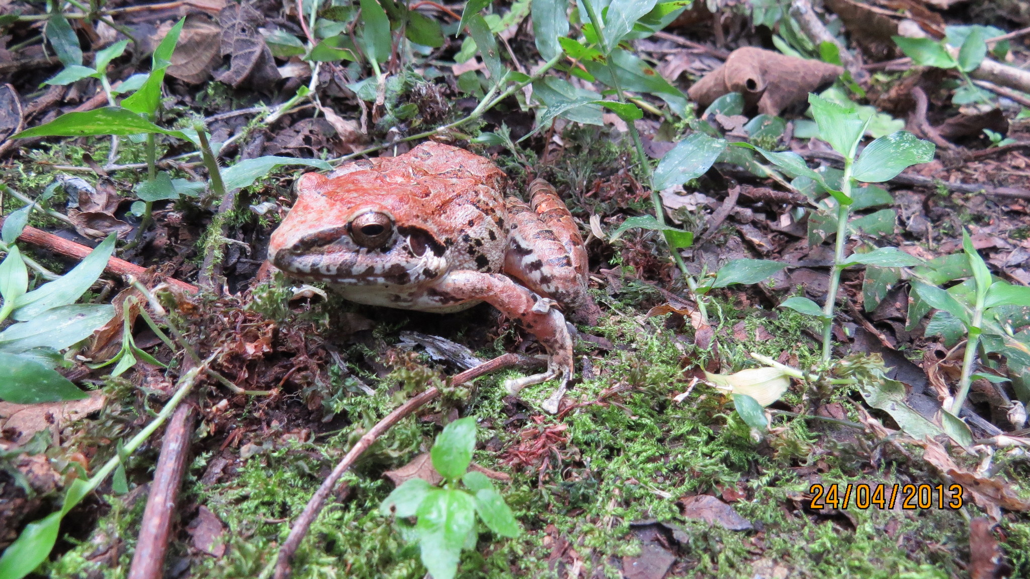 Pristimantis lymani image