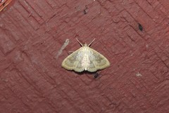 Crocidophora serratissimalis