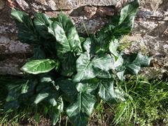 Arum italicum