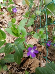 Vinca major
