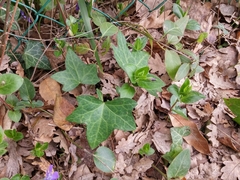 Hedera helix