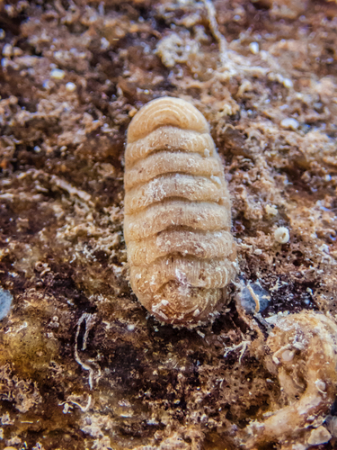 Representative image of Lepidopleurus cajetanus