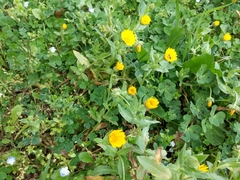 Calendula arvensis