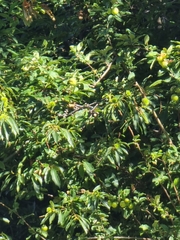 Castanea sativa image