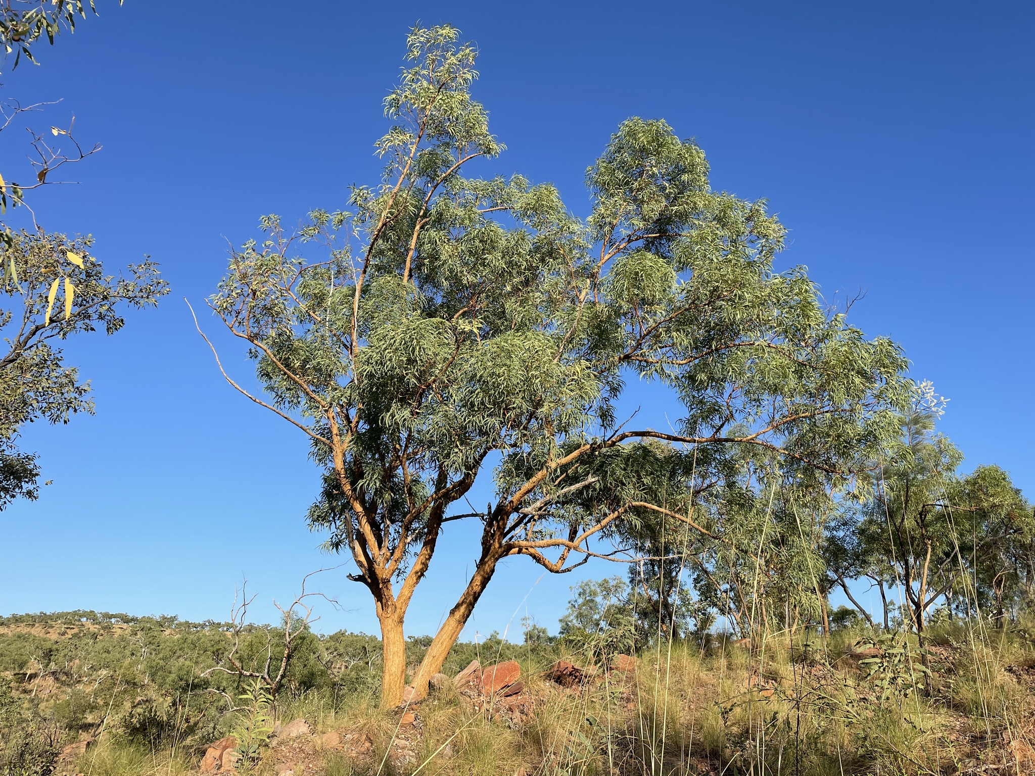 Eucalyptus lirata