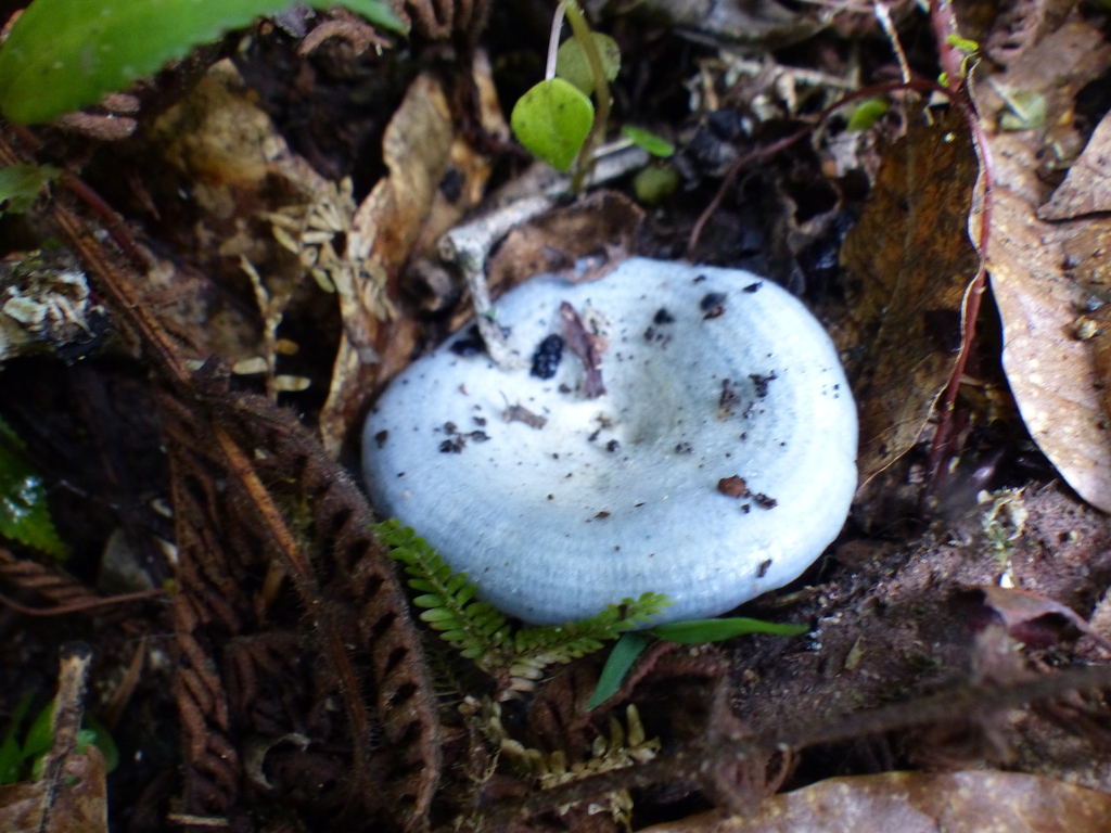 Lactarius indigo · July 2023 · photo: © biotariel (iNaturalist, cc-by)