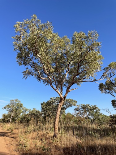 Corymbia dichromophloia, 2023-06-14