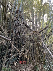 Bambusa stenostachya