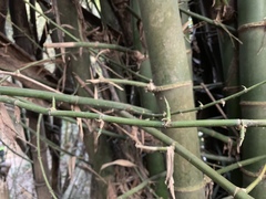 Bambusa stenostachya