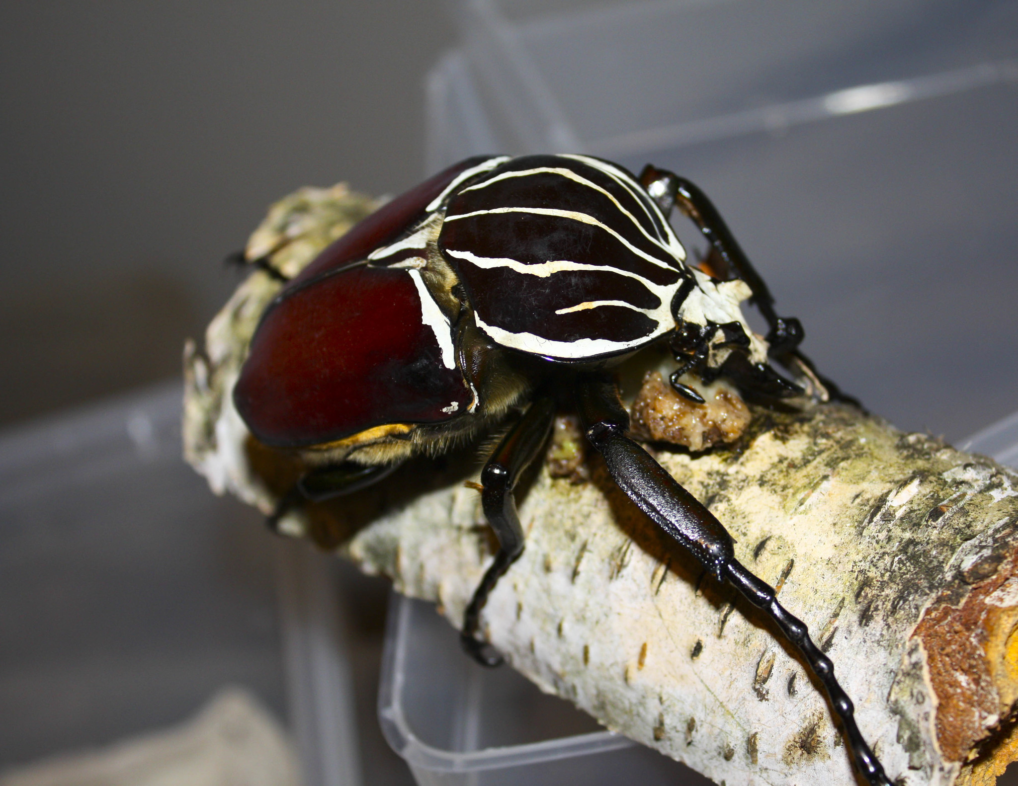 Goliath Beetles (Genus Goliathus) · iNaturalist