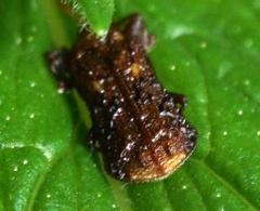 Octotoma marginicollis