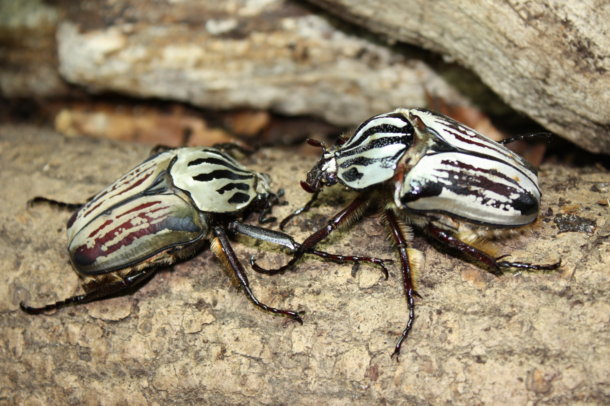 Goliath Beetles (Genus Goliathus) · iNaturalist