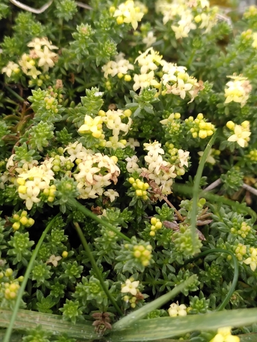 Image of Galium arenarium by (c) Loïc Chalmandrier, some rights reserved (CC BY)