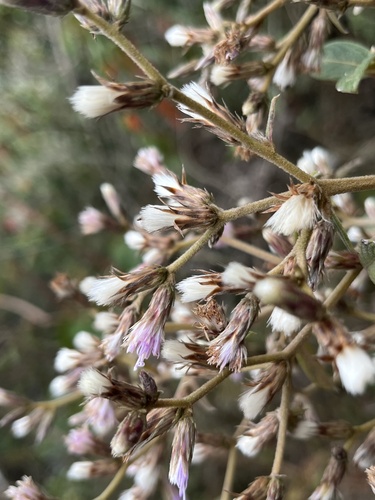 Lepidaploa canescens, photograph 6