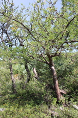 Burseraceae