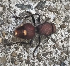 Ephutomorpha ferruginata