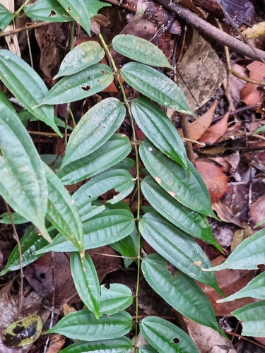 Dissochaeta observed 2023-07-18