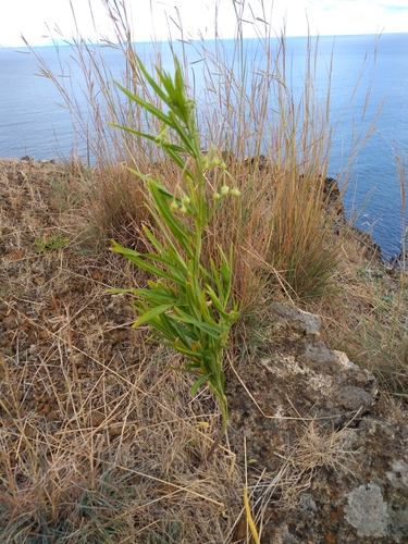 Gomphocarpus fruticosus image