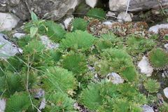 Selaginellaceae
