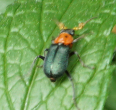 Collops bipunctatus