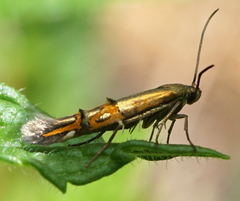 Mompha edithella