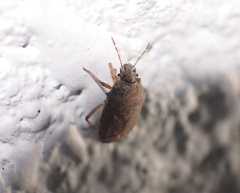 Storthecoris nigriceps