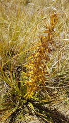 Aciphylla colensoi