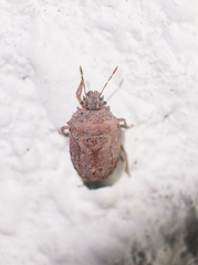 Storthecoris nigriceps