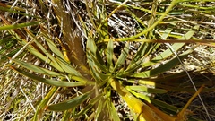 Aciphylla colensoi