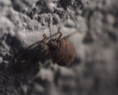 Storthecoris nigriceps