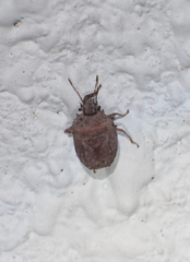 Storthecoris nigriceps