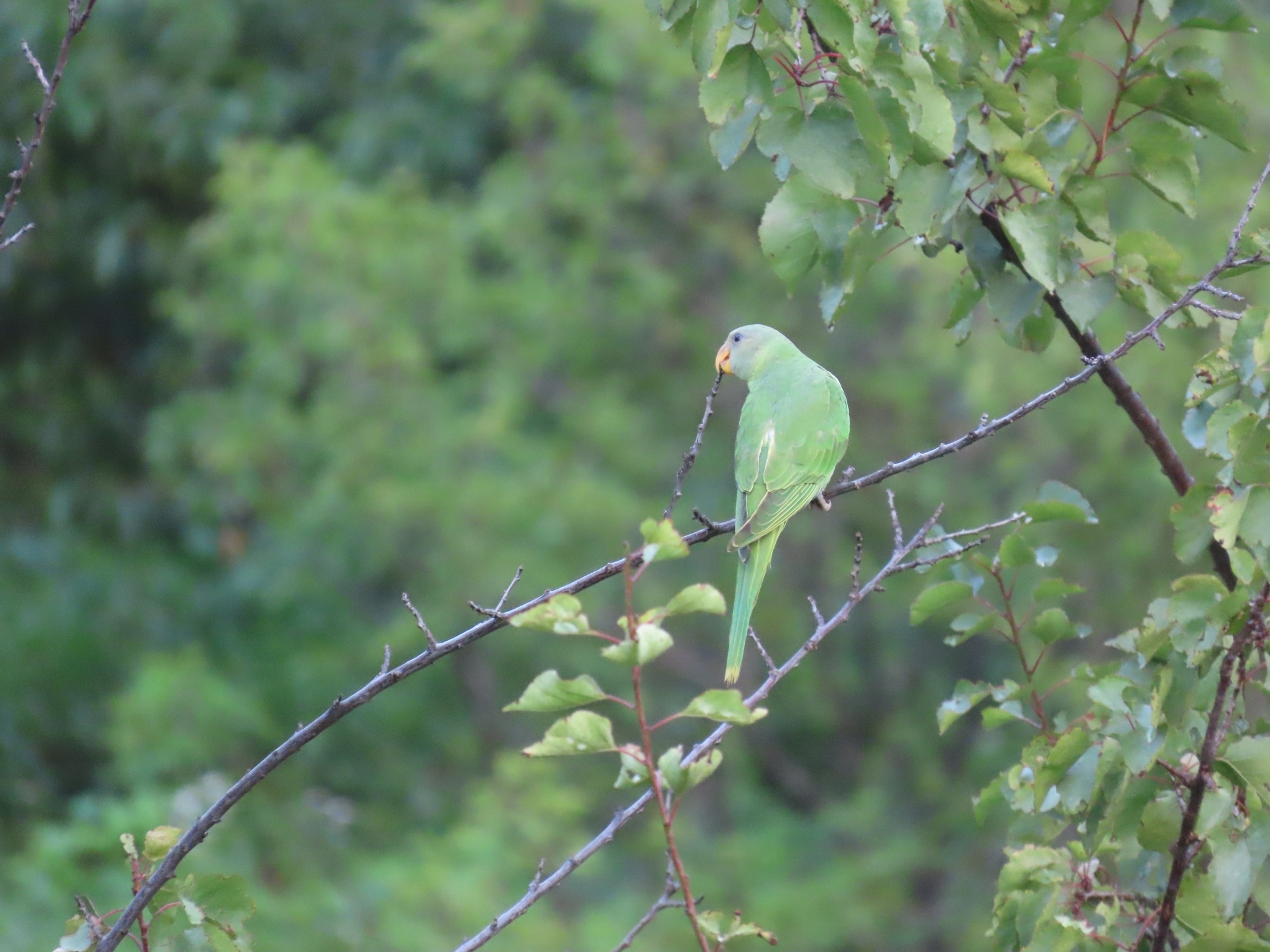 Slaty-headed Parakeet (Psittacula himalayana)