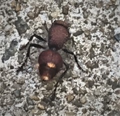 Ephutomorpha ferruginata