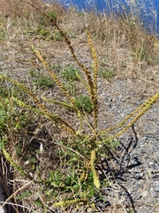 Reseda luteola image