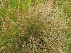 Schoenus pauciflorus