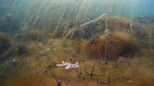 Common Starfish
