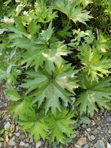 Image of Petasites tatewakianus by (c) Elena_Sherehora, some rights reserved (CC BY)