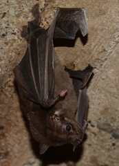 Thomas's Broad-Nosed Bat photo 4