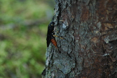 Urocerus cressoni